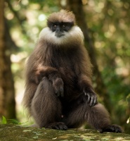 Hulman rudolici - Semnopithecus vetulus - Purple-faced Leaf Monkey o6281